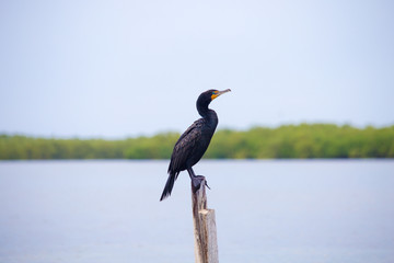 Cormoran