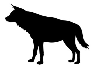 Fototapeta na wymiar Hyena