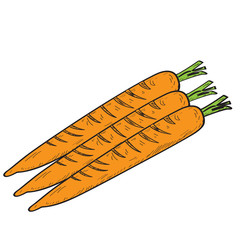 Isolated group of carrots on a white background, Vector illustration