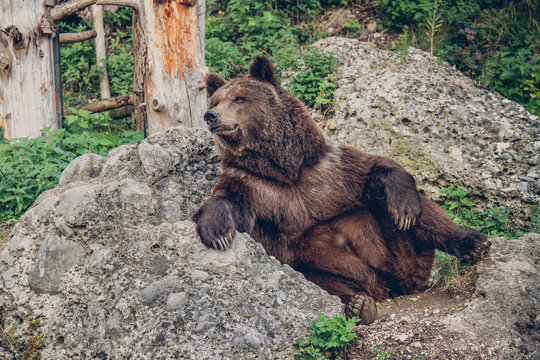 relaxed brown bear