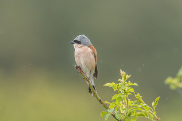 vogel im wald