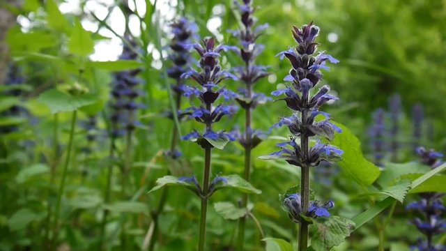 Beautiful Blue Salvia flower in spring. Sooting of static camera close up. Ajuga.