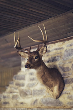 Got Deer?