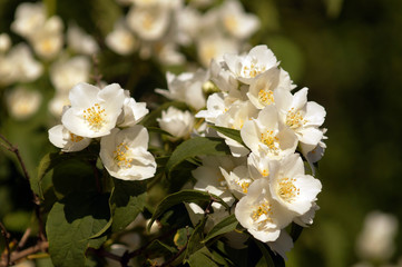 Bush branch with white flowers of jasmine.