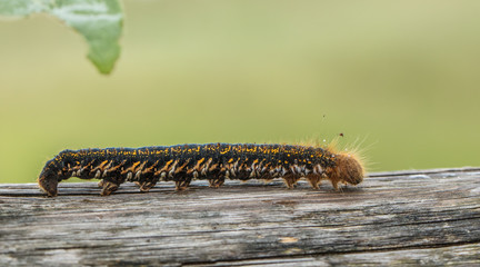 raupe