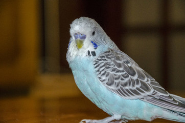 Blue wavy parrot