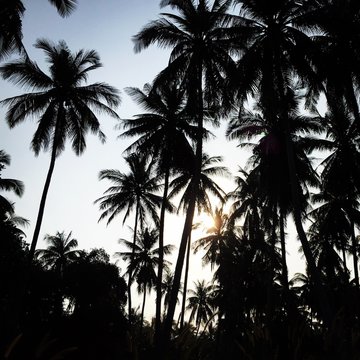 Palm trees silhouettes 