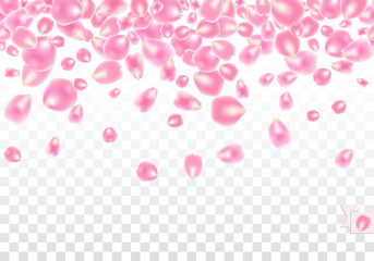 Seamless border background with scattered Rose petals isolated on white transparent background. Vector illustration