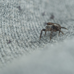 Spider-jumper on clothes man,