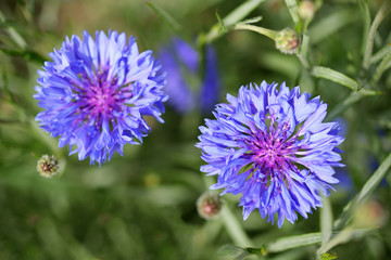 Blue cornflowers in garden top view