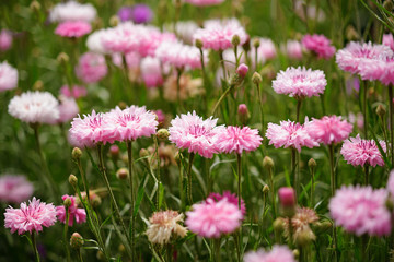 Pink cornflowers in garden