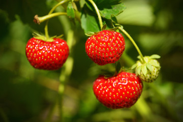 Ripe strawberries in garden