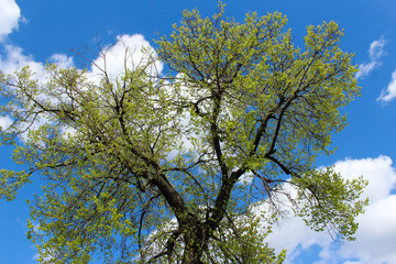 Russian fairy tale...