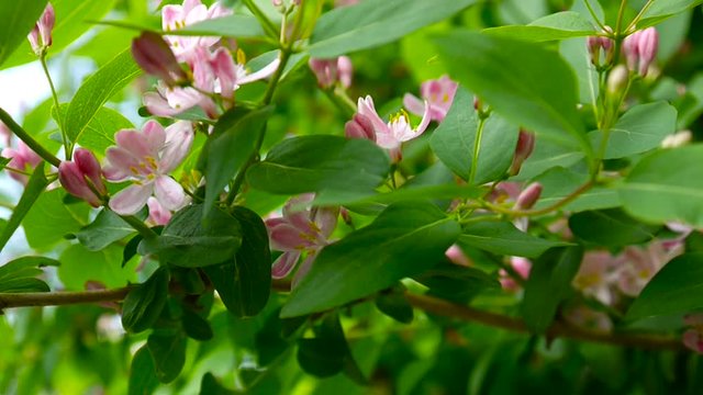 Honeysuckle flowers on a branch in Spring season