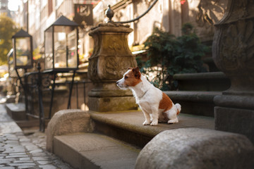 Dog Jack Russell Terrier in the old town