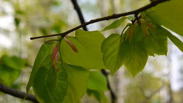 Green, fresh leaves Lime tree linden Tilia natural background forest in spring. Static camera. 1080 Full HD video footage.