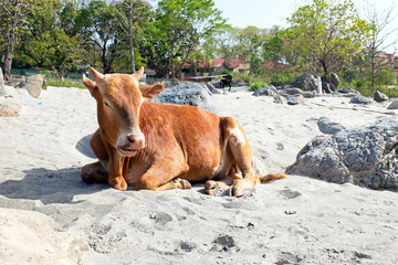 Cow on the beach at the river Ganges in India