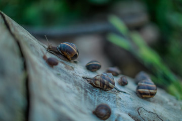 Snails. Snails in nature. Snails on the stump.