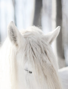 Fototapeta White horse in the snow
