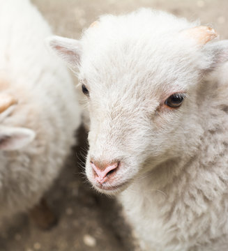 s&uuml;&szlig;es wei&szlig;es lamm