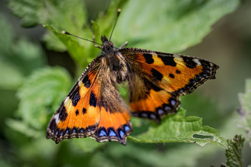 Fototapeta na wymiar Small Tortoiseshell Butterfly in natural environment