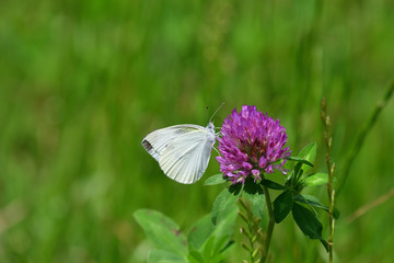 thistle and butterfly