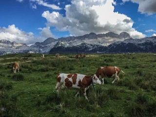 Fototapeta na wymiar Cows in the Julian Alps (Montasio plateau, Italy)