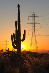 Saguaro at Sunset