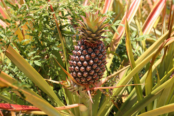 Pineapple on a Field in Mexico