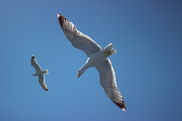 Mouettes en vol