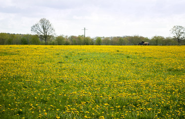 Frühlingswiese mit Löwenzahn - Pusteblumen - in Schleswig-Holstein, Deutschland, Taraxacum sect. Ruderalia