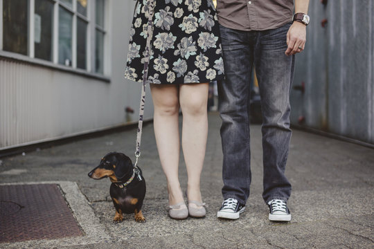 Funny portrait of dachshund dog standing byman and woman's (couple) legs