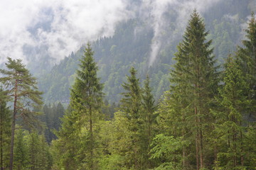 Frühnebel Steilhang Voralberg