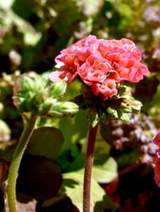 Summer Pink Geranium Flower