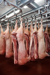 Pig carcasses cut in half in slaughtergouse