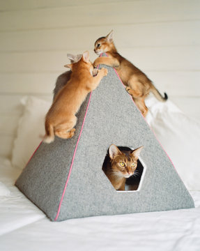 Cat family on its place