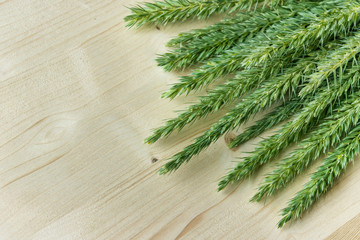Field wild plants - spikelets on wooden background.