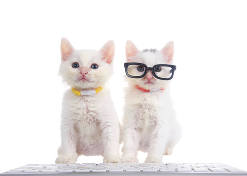 Two fluffy white kittens wearing bright collars sitting on a white surface with computer keyboard in front of them, isolated on white background. One kitten wearing black glasses.