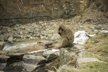 Nagano Snow Monkey