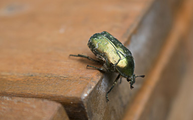 Escarabajo verde sobre madera