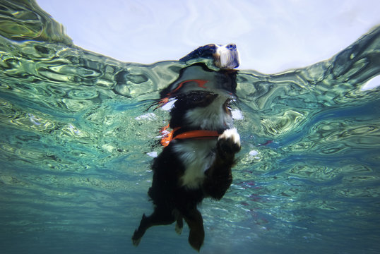 Large Dog Swimming in Clear Water