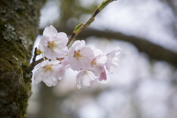Japan Cherry Blossom