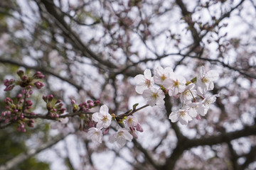 Japan Cherry Blossom