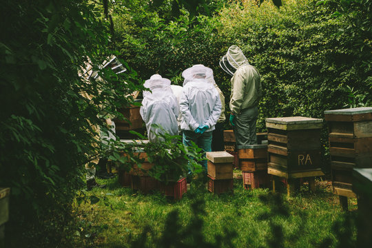 Group of beekeepers in an apiary