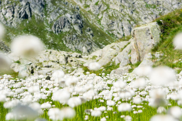Obraz na płótnie Canvas White mountain flowers.