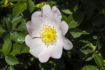 Natural white and yellow rosehip flower, natural flowers rosehip tree
