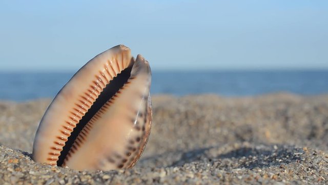 Sea cockleshells on the beach.
