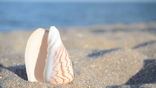 Sea cockleshells on the beach.
