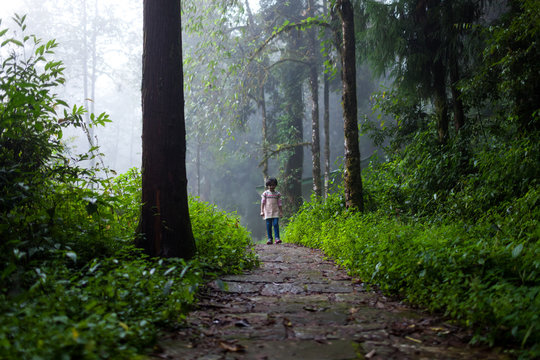 Child walking on a forest path in a misty morning