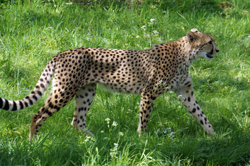 Gepard  (Acinonyx jubatus)
